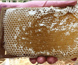 Nadan Honey (നാടൻ തേൻ) 1kg